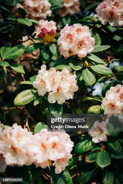 close-up image of the beautiful spring flowering azalea rhododendron flower - azalee stock-fotos und bilder