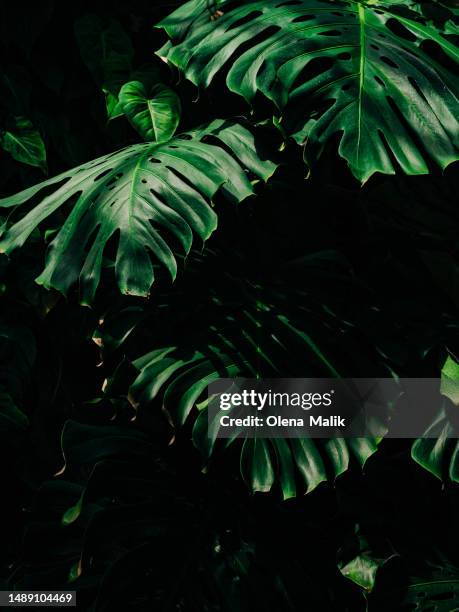 monstera deliciosa plant - plante tropicale photos et images de collection