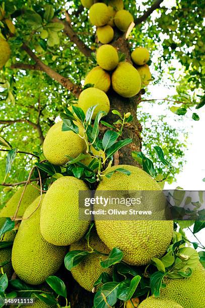 jackfruit growing on tree. - jackfruit foto e immagini stock