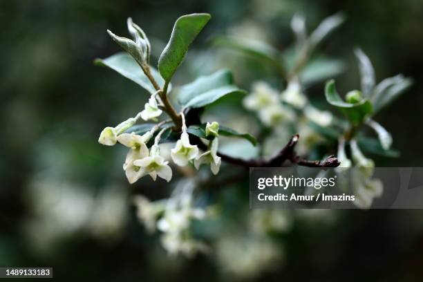elaeagnus multiflora - elaeagnus stock pictures, royalty-free photos & images