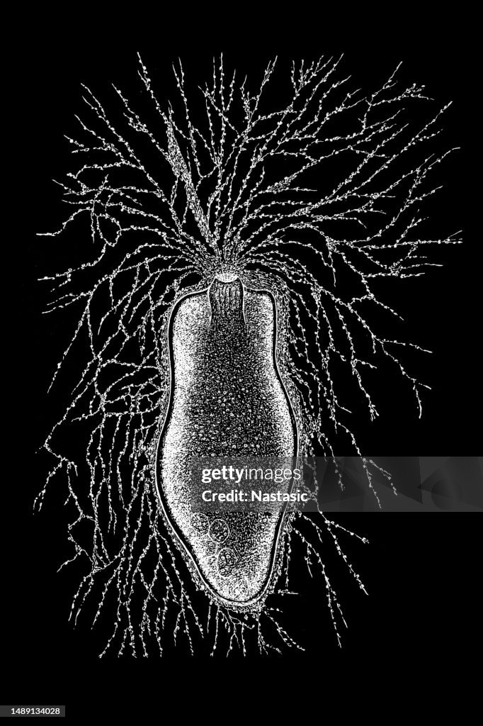 Gromia is a genus of protists, closely related to foraminifera, which inhabit marine and freshwater environments. It is the only genus of the family Gromiidae