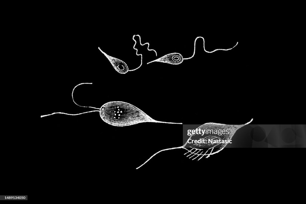 Cercomonas intestinalis