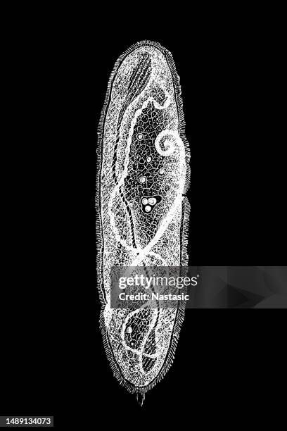 spirostomum is a genus of ciliated protists that belongs to the class heterotrichea - ciliate stock illustrations