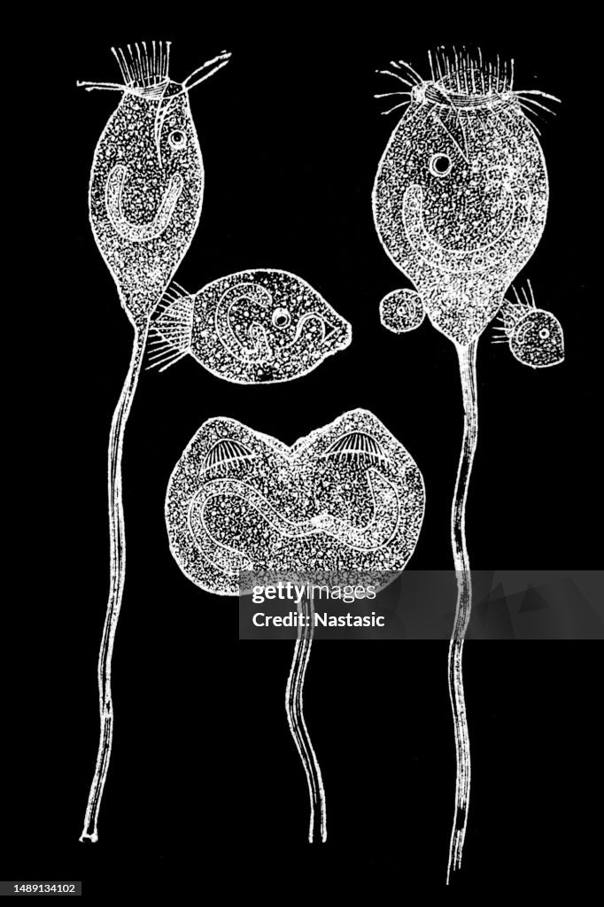 Vorticella Microstoma
