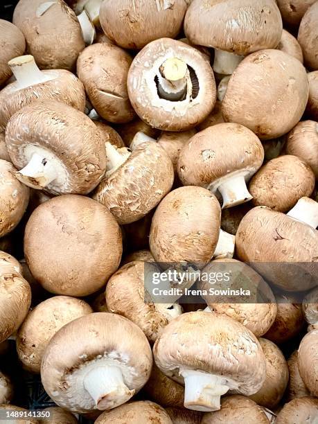 mushrooms - white mushroom stock pictures, royalty-free photos & images