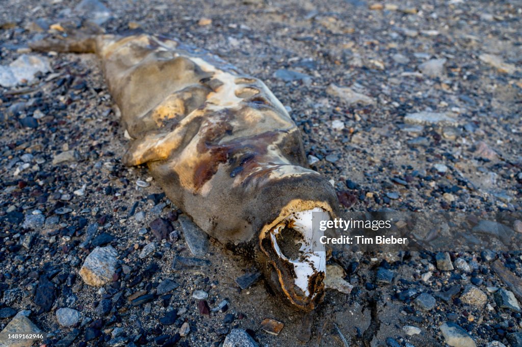 Mummified seal in Antartica's Taylor Dry Valley.