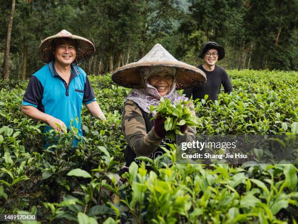 family with their own tea garden - taiwan landscape stock pictures, royalty-free photos & images