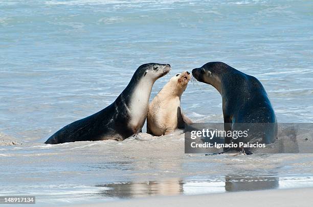 seals (sea lions) in seal bay conservation park. - kangaroo island stock pictures, royalty-free photos & images