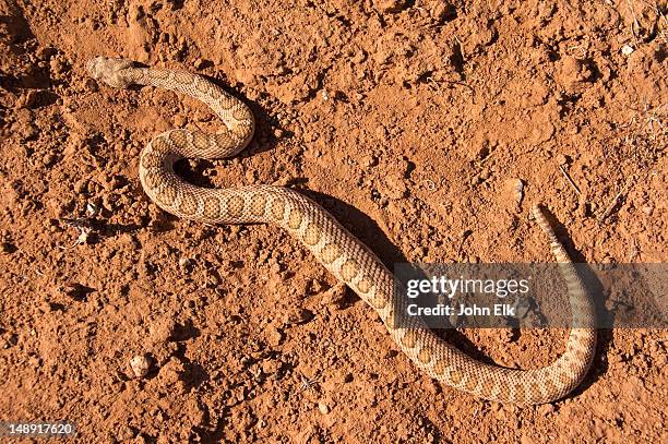 dwarf canyonlands rattlesnake. - brown snake stockfoto's en -beelden