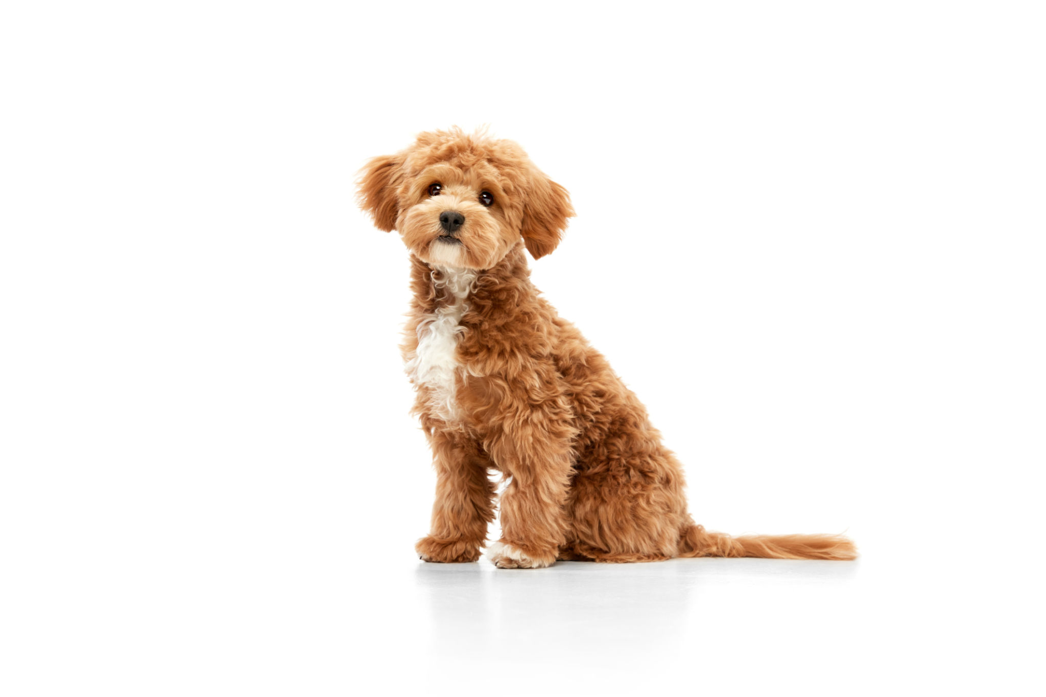 poodle dog
