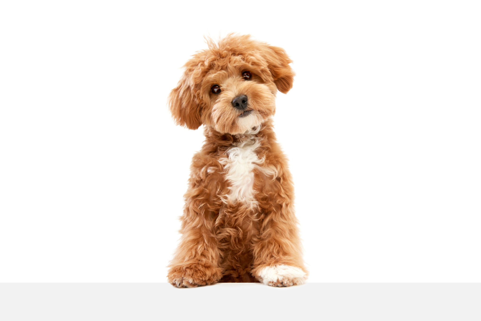 small breed dog