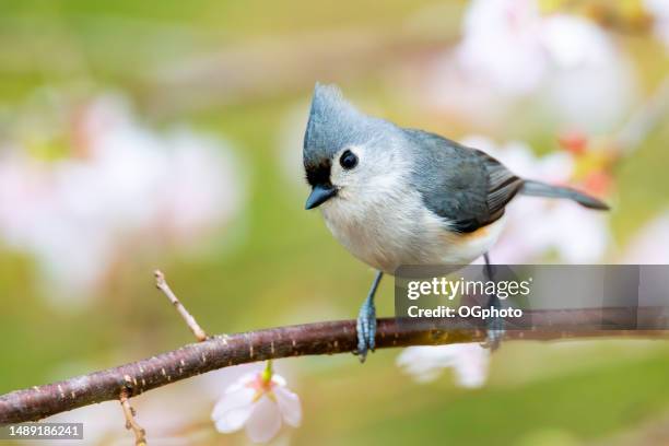 tufted titmouse in cherry tree - us wildlife stock pictures, royalty-free photos & images