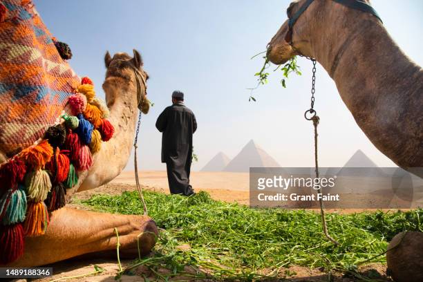man feeding camels - ägyptische kultur stock-fotos und bilder