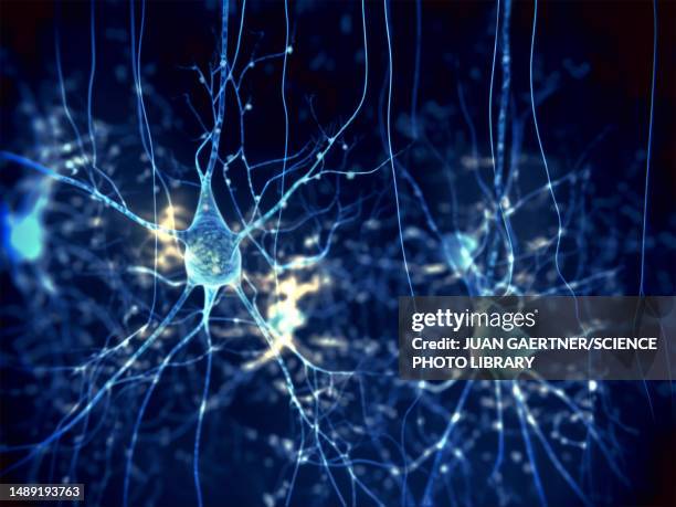 pyramidal neurons, illustration - nerve cell stock illustrations