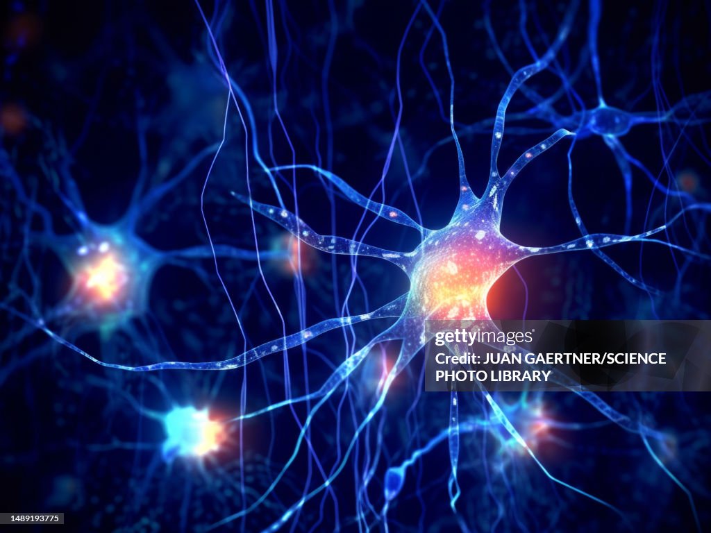 Protoplasmic astrocytes, illustration