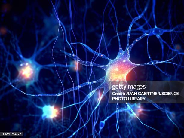 protoplasmic astrocytes, illustration - central nervous system stock illustrations