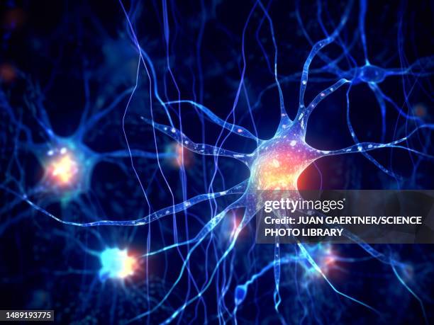 protoplasmic astrocytes, illustration - astrocyte stock illustrations