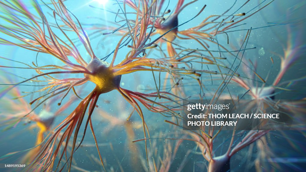 Astrocyte cells, illustration