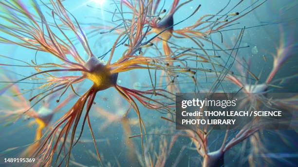 astrocyte cells, illustration - cerebral blood flow stock illustrations