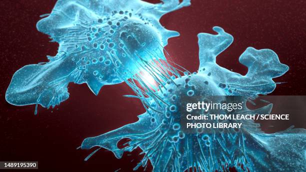 cancer cells dividing, illustration - dividing stock illustrations