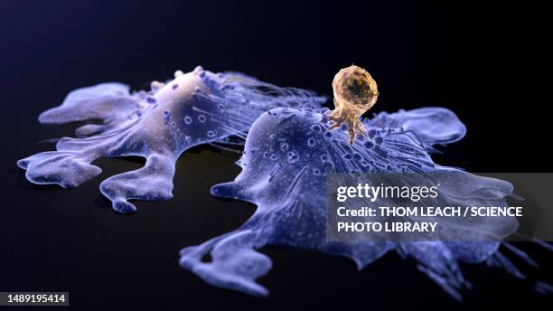 car-t cell therapy, illustration - t-cell receptor stock pictures, royalty-free photos & images