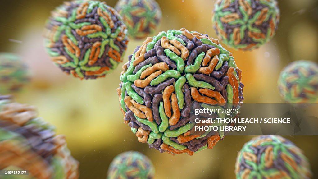 Flaviviridae viruses, illustration