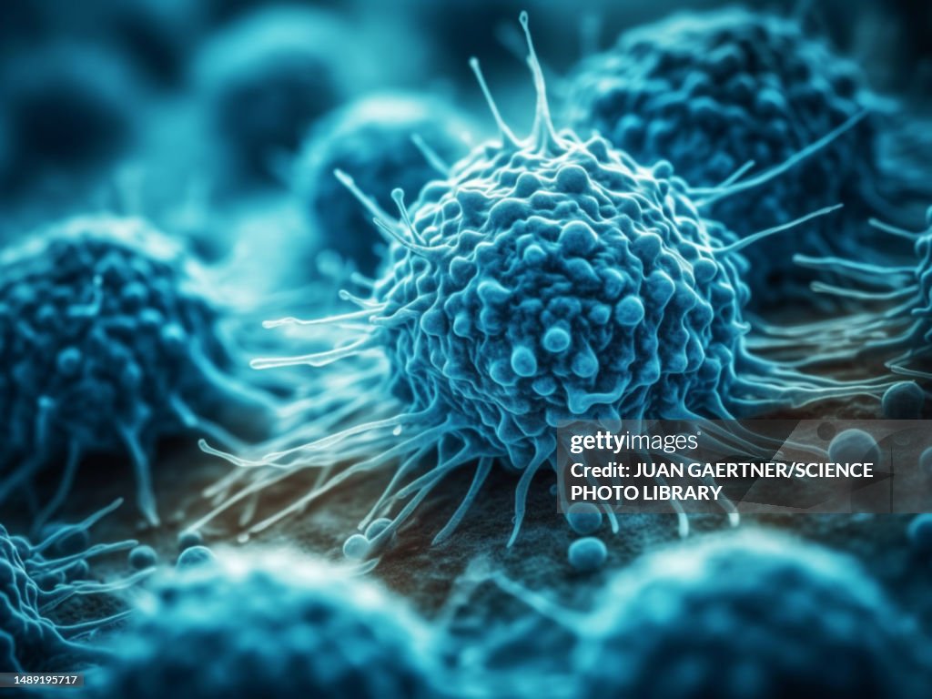 Maturing T lymphocyte, illustration