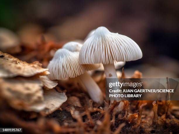 white mushrooms, illustration - the fall stock illustrations