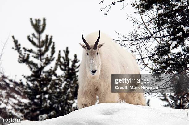 mountain goat (oreamnos americanus). - schneeziege stock-fotos und bilder