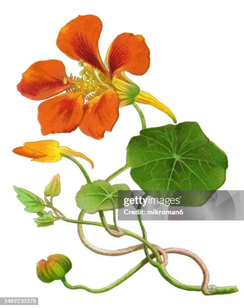 old chromolithography illustration of climbing plants, garden nasturtium, nasturtium, indian cress or monks cress (tropaeolum majus) - nasturtium fotografías e imágenes de stock