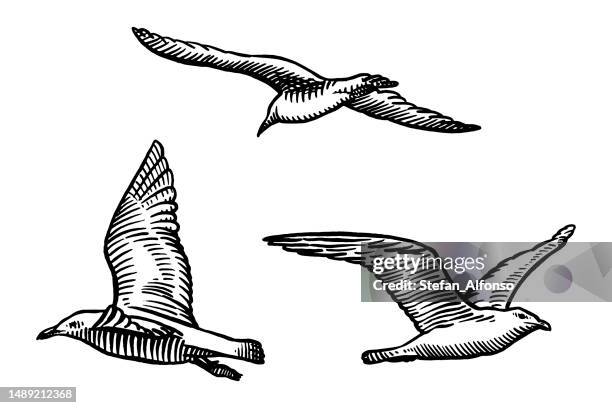 vector drawings of flying seagulls - seagull stock illustrations