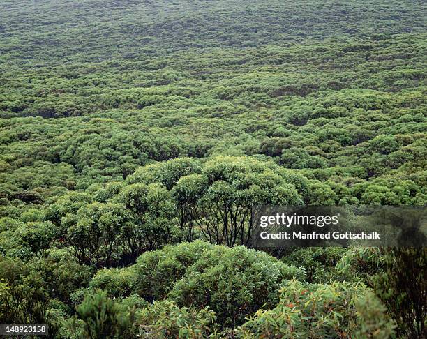 the canopy of the malary tea tree forest on kangaroo island. - kangaroo island stock pictures, royalty-free photos & images