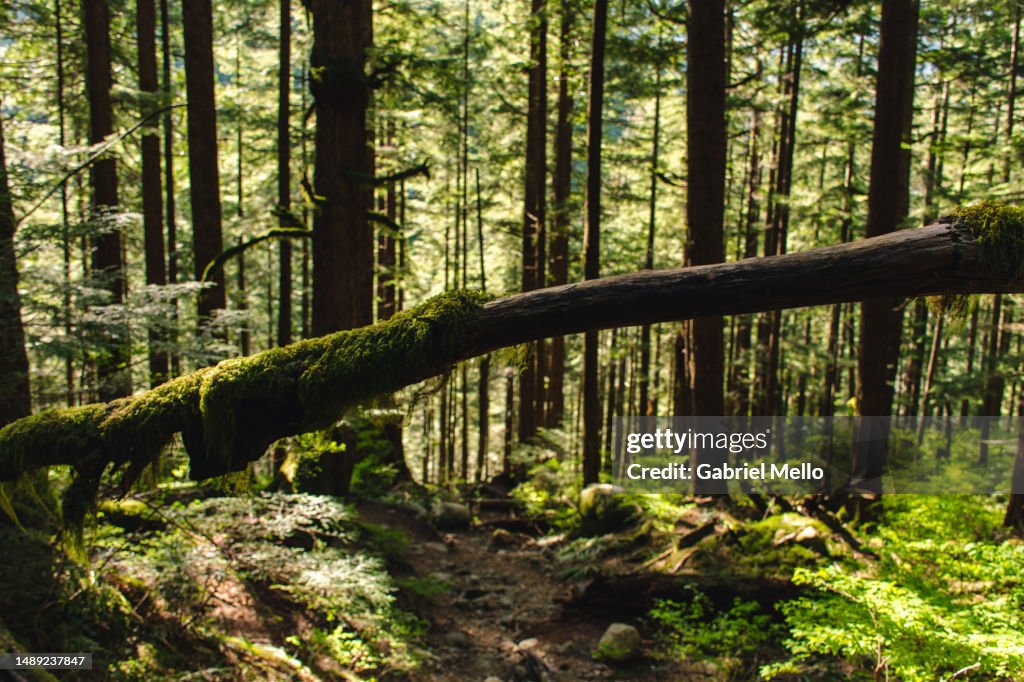 Trees at Golden Ears Park