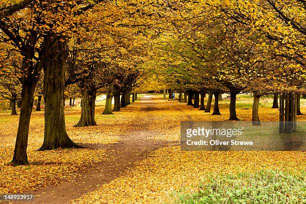 autumn in richmond park. - richmond park london stock pictures, royalty-free photos & images