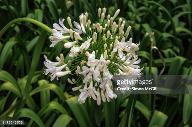 white agapanthus in bloom in a garden bed - agapanthus stock pictures, royalty-free photos & images