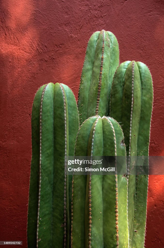 Four Mexican fencepost/organ pipe cacti (Pachycereus marginatus) against a stucco wall painted rusty red