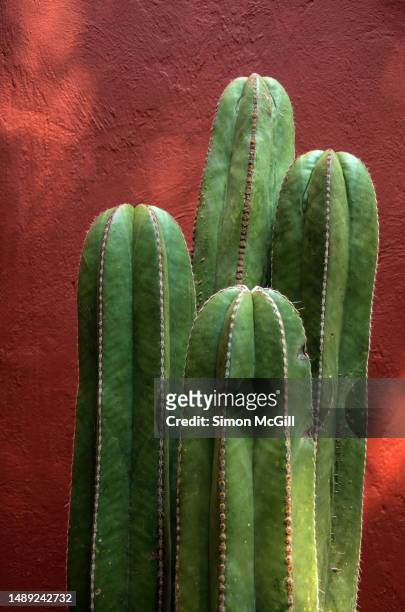 four mexican fencepost/organ pipe cacti (pachycereus marginatus) against a stucco wall painted rusty red - mexico city stock pictures, royalty-free photos & images