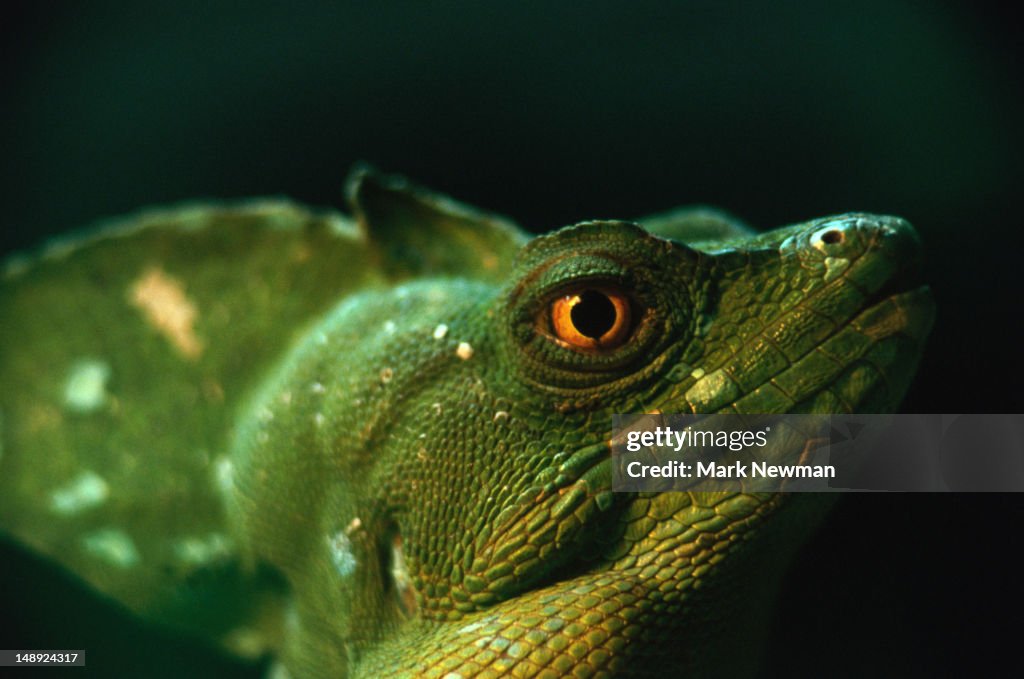 Close-up of a Basilisk (Basiliscus vittatus), a small arboreal semiaquatic lizard.