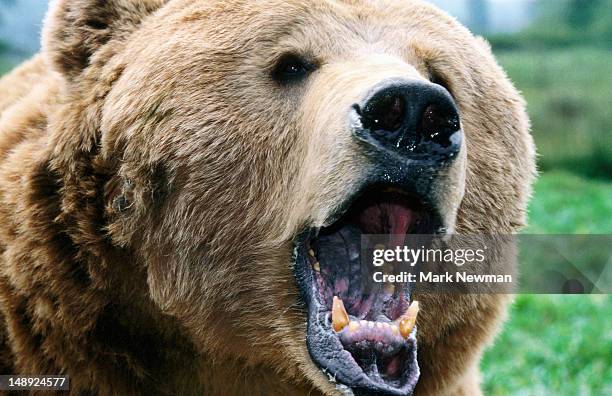 grizzly bear (ursus arctos) growling. - snarling stock-fotos und bilder