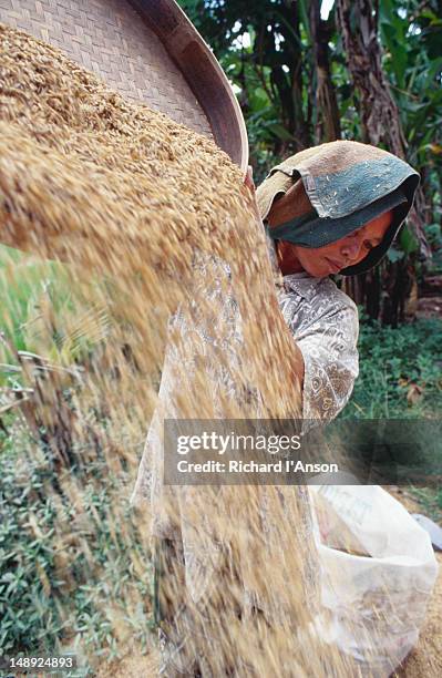 rice husks are blown out at back of mill where woman winnows out remainings grains which have managed to escape with husks. - rice milling stock pictures, royalty-free photos & images