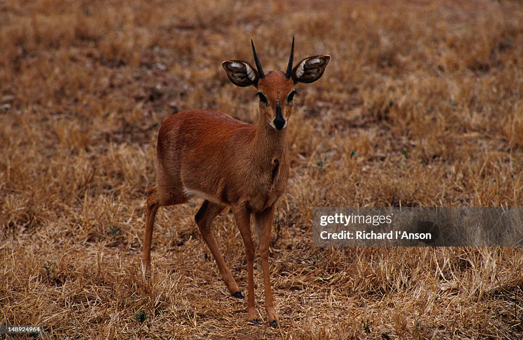 A Suni ( Neotragus moschatus ), a small antelope that lives in the thick cover of coastal forests