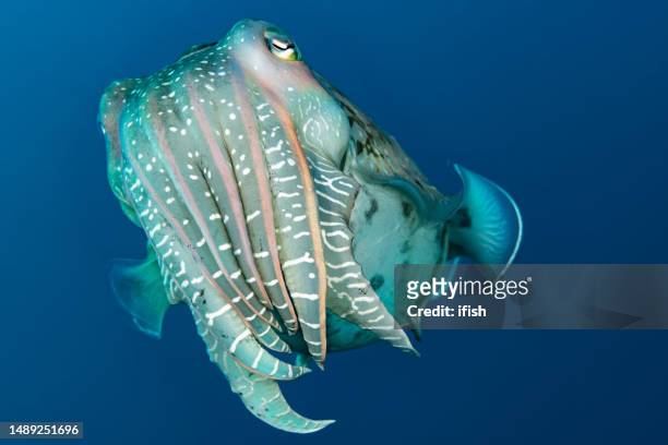 pharaoh cuttlefish sepia pharaonis, neira island, banda sea, indonesia - cephalopod stockfoto's en -beelden