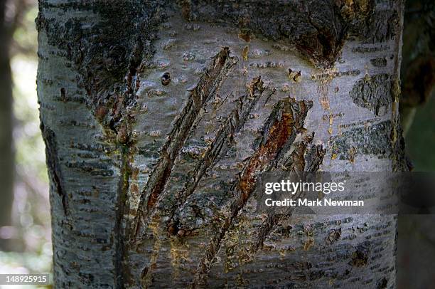 grizzly bear claw marks on tree. - klauw-lichaamsdeel-van-dieren stockfoto's en -beelden