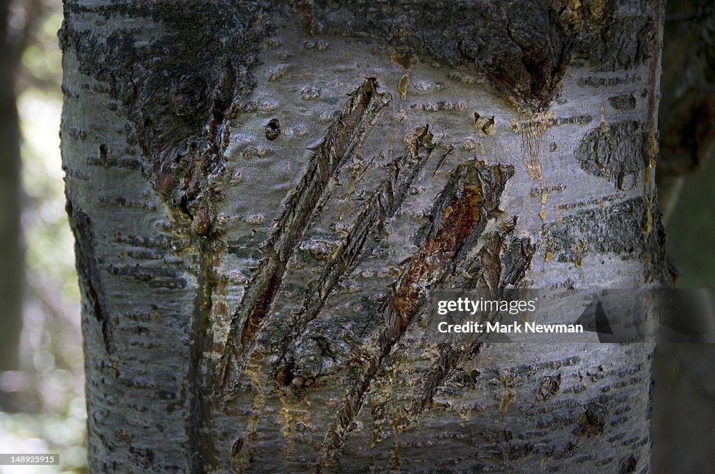 Grizzly bear claw marks on tree.