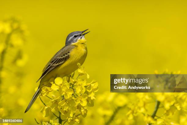 singing western yellow wagtail (motacilla flava) - yellow perch bildbanksfoton och bilder
