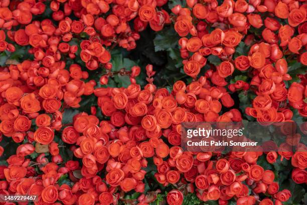 beautiful red colored begonias (begonia tuberhybrida) flowers blooming in the garden. - begónia tuberhybrida imagens e fotografias de stock