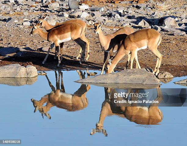 black face impala (aepyceros melampus) drinking from waterhole. - impala foto e immagini stock
