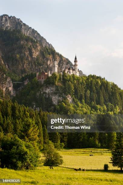 neuschwanstein castle. - schwangau stockfoto's en -beelden