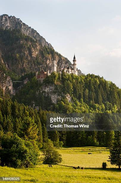 neuschwanstein castle. - neuschwanstein stock pictures, royalty-free photos & images