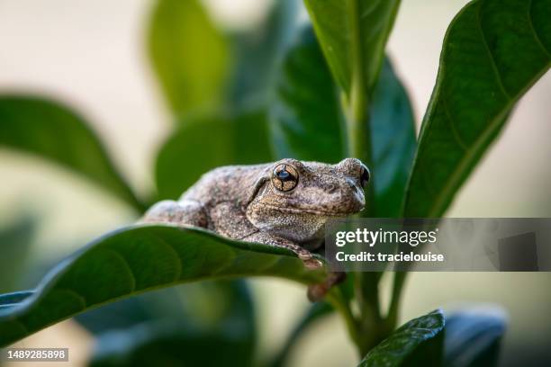 perons laubfrosch (litoria peroni) - kröte stock-fotos und bilder